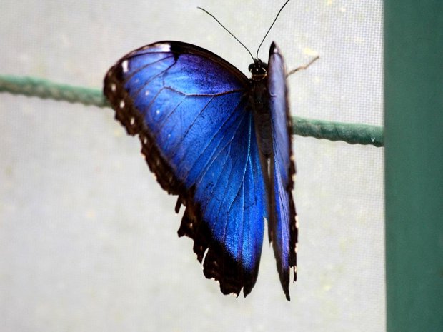 Бабочка Blue Morpho (Morpho helenor)