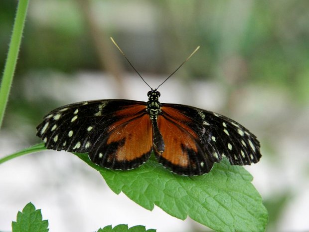 Бабочка Heliconius hecale