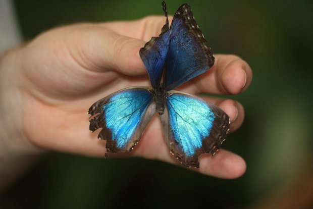 Бабочка Blue Morpho (Morpho helenor)