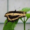 Парусник Тоас (papilio thoas / yellow and black swallowtail)
