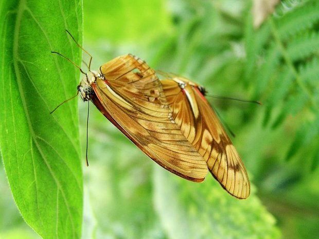Бабочки Julia (Dryas iulia)