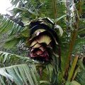 Ensete ventricosum (абиссинский банан, эфиопский банан)