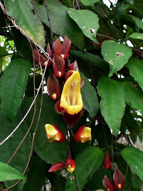 Экзотическая лиана - Тунбергия майсурская (Thunbergia mysorensis)