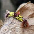 Гусеница бабочки Morpho peleides