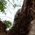 Игуана на дереве