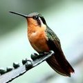 Пурпурногорлый сверкающий колибри (Montanes Gorgimorado / Lampornis calolaema), самочка
