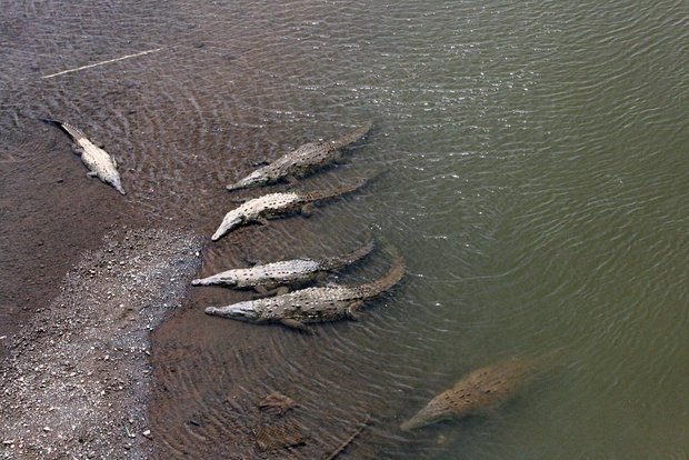Крокодилы в реке
