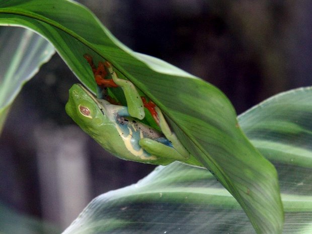 Красноглазая квакша (Gaudy Leaf Frog / Agalychnis callidryas)