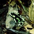 Лягушка Black and Green Dart Frog (Dendrobates auratus)