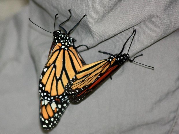 Монархи (Monarch (Danaus plexippus))