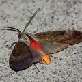Ночная бабочка (Arctiidae, Arctiinae, Amastus suffusa)