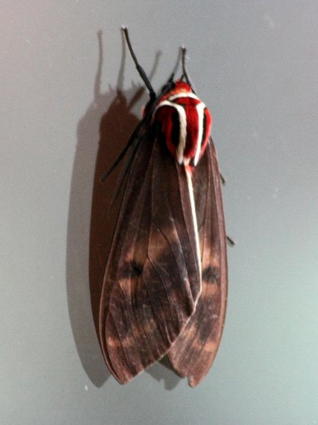 Ночная бабочка Amastus sp., Arctiinae