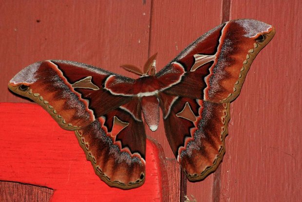 Ночная бабочка Orizaba Silkmoth (Rothschildia orizaba)