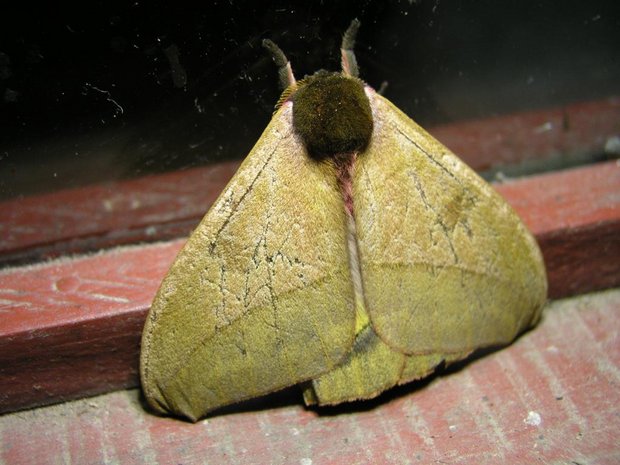 Ночная бабочка Automeris sp.