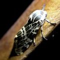 Ночная бабочка Hypercompe laeta,  Arctiinae