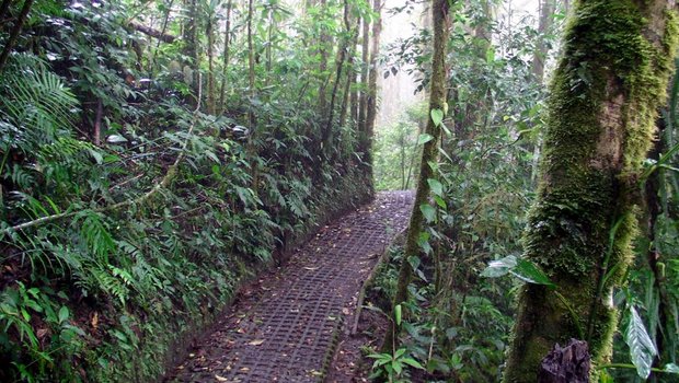 Дорожки в Облачном лесу Монтеверде