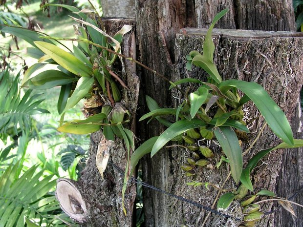 Орхидеи на блоках