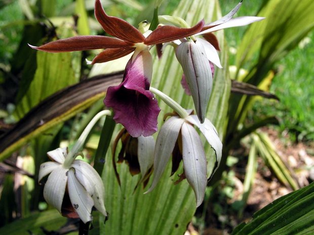 Орхидея Файус Танкервиля (Phaius tankervilleae)