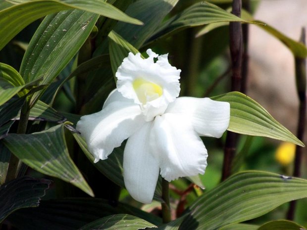 Орхидея Sobralia leucoxantha
