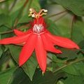 Пассифлора красная (Пассифлора виноградолистная / Passiflora vitifolia)