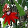 Пассифлора красная (Passiflora Coccinea)