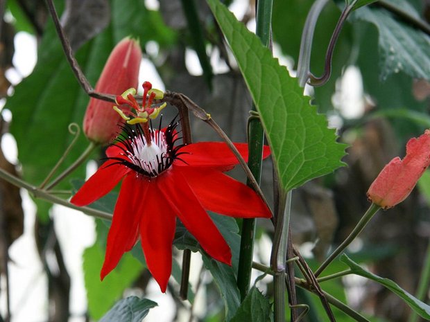 Пассифлора красная (Passiflora Coccinea)