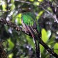 Птица Кетцаль или Квезаль (Resplendent Quetzal / лат. Pharomachrus mocinno)