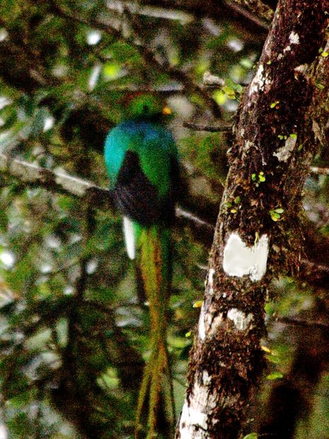 Птица Кетцаль или Квезаль (Resplendent Quetzal / лат. Pharomachrus mocinno)