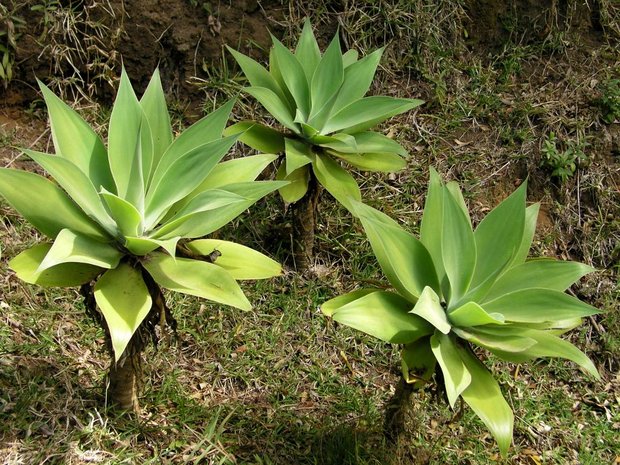 Растения (Аgave attenuata)