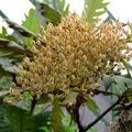 Семена (Bocconia frutescens)