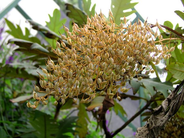 Семена (Bocconia frutescens)