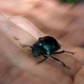 Жук-скарабей (Dang Beetle / Abejon ruedacacas / Dichotomius carolinus)