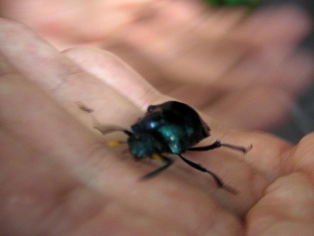 Жук-скарабей (Dang Beetle / Abejon ruedacacas / Dichotomius carolinus)