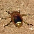 Золотой жук (Jewel Beetle / Chrysina aurigans)