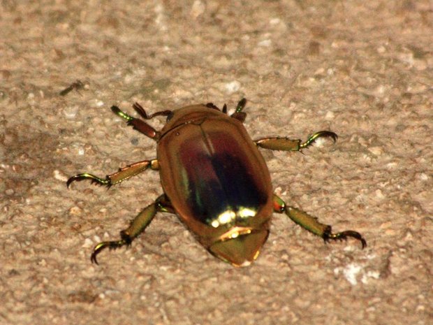 Золотой жук (Jewel Beetle / Chrysina aurigans)