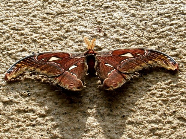 Бабочка Attacus atlas Moth
