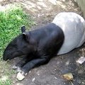 Чепрачный тапир, малайский тапир (Tapirus indicus)