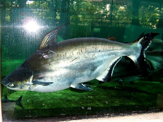 Рыбка Пангасиус (Pangasius hypophthalmus  / Patin)