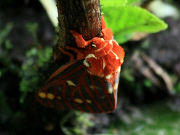 Бабочка Цитерония королевская (Citheronia regalis)