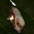Белая летучая мышь (White Bat) Белый футлярохвост (Diclidurus albus)