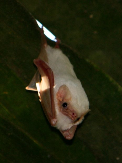 Белая летучая мышь (White Bat) Белый футлярохвост (Diclidurus albus)