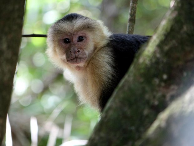 Белолицая обезьянка (White-faced Monkey / Mono cariblanko / Cebus capucinus)