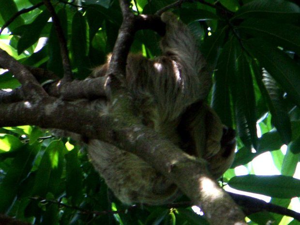 Двупалый ленивец (Two-toed Sloth / Perezoso de dos dedos / Choloepus hoffmanni)