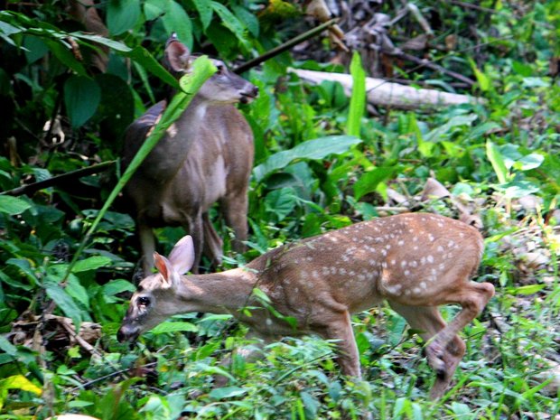 Косули (White-tailed Deer / Venado coliblanco / Odocoileus virginianus)