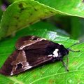 Ночная бабочка Dysschema species	