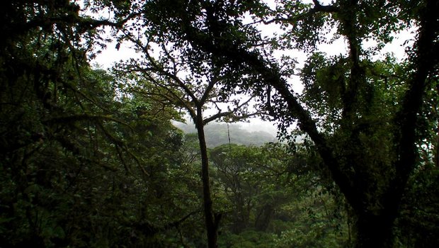 Облачный лес