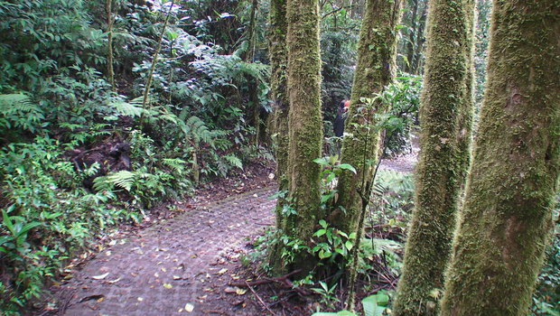 Облачный лес Монтеверде
