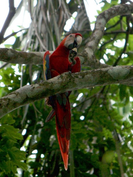 Попугай ара  (Scarlet Macaw / Guacamayo rojo / Ara macao)