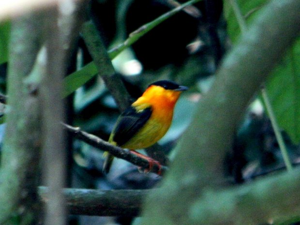 Птичка Кольчатый короткокрылый манакин (Manacus aurantiacus / Orange-collared Manakin)