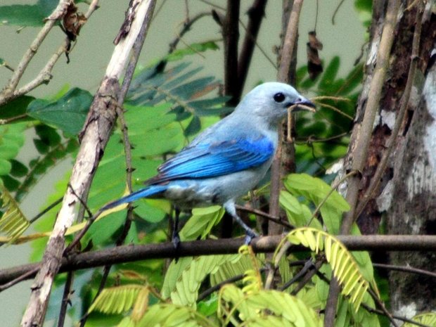 Серо-голубая танагра (Blue-gray Tanager / Tangara azuleja / Thraupis episcopus)